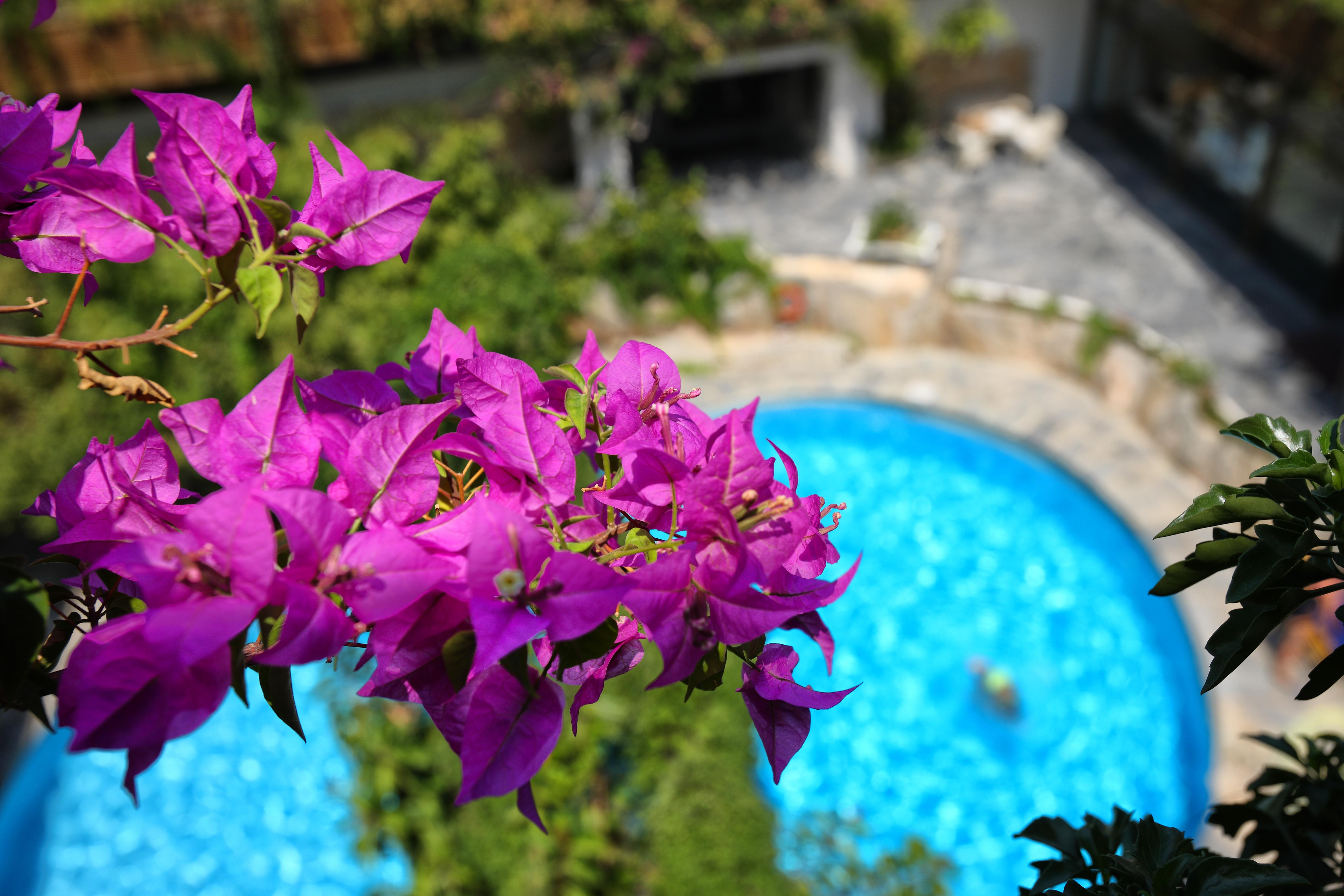 Sitia Beach City Resort & Spa Kültér fotó Bougainvillea flowers